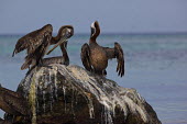 Brown pelicans on rock adults,rock,guano,preening,sea,marine,shallow focus,Ciconiiformes,Herons Ibises Storks and Vultures,Aves,Birds,Chordates,Chordata,Pelecanidae,Pelicans,Pelecanus,North America,Pelecaniformes,Terrestria