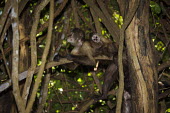 Weeper capuchins cuddle,cute,looking at camera,camouflage,trees,branch,hidden,adult,young,Chordates,Chordata,Mammalia,Mammals,Primates,Cebidae,Marmosets, Tamarins, Capuchin Monkeys And Squirrel Monkeys,Cebus,Terrestri