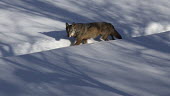 Apennine wolf in snow adult,walking,snow,path,diagonal,shadows,Europa, Italia,Lupo appenninico (Canis lupus italicus),Neve,Vertebrati, Mammiferi