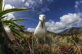 Southern royal albatross adult,inquisitive,habitat,mountains,landscape,sky,clouds,looking at camera,Chordates,Chordata,Aves,Birds,Diomedea,Grassland,Animalia,Vulnerable,Diomedeidae,South America,Antarctic,Carnivorous,epomopho