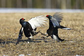 Black grouse fighting adults,fighting,display,reproduction,shallow focus,fight,Chordates,Chordata,Aves,Birds,Omnivorous,IUCN Red List,Europe,Scrub,Tetrao,Flying,Galliformes,Agricultural,tetrix,Broadleaved,Animalia,Phasiani
