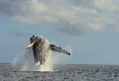 A female humpback whale jumps free from the sea off the coast of Madagascer marine,wildlife,whales,jumping,breach,splash,majestic,adult,female,mighty,large,flippers,display,cetaceans,Rorquals,Balaenopteridae,Cetacea,Whales, Dolphins, and Porpoises,Chordates,Chordata,Mammalia,