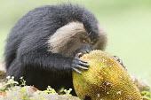 Lion-tailed macaque eating jackfruit eating,feeding,food,eat,fruit,big fruit,monkey,threatened,endangered,Wild,primate,macaque,Chordates,Chordata,Primates,Old World Monkeys,Cercopithecidae,Mammalia,Mammals,Animalia,Macaca,Arboreal,Herbiv