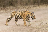 Bengal tiger cub crossing road royal bengal tiger,tiger,bengal tiger,wild,endangered,crossing road,stripes,Wild,big cats,cats,felidae,felid,pattern,Mammalia,Mammals,Carnivores,Carnivora,Felidae,Cats,Chordates,Chordata,Panthera,Trop