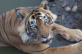Ustad Ranthambore tiger close up royal bengal tiger,tiger,bengal tiger,wild,endangered,water,looking up,looking into camera,eyes,resting,face,beautiful,Wild,close-up,stripes,big cats,cats,felidae,Mammalia,Mammals,Carnivores,Carnivora