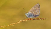 Polyommatus icarus macro,butterflies,polyommatus icarus,blue,arthropoda,arthropods,insects,insecta,Lepidoptera,Lycaenidae,butterfly,colour,colourful,Arthropoda,Arthropods,Insects,Insecta,Coppers, Hairstreaks,Butterflies