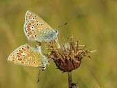 Couple of Polyommatus icarus mating macro,butterflies,polyommatus icarus,blue,arthropoda,arthropods,insects,insecta,Lepidoptera,Lycaenidae,butterfly,mating mate,reproduction,pair,male and female,colour,colourful,Arthropoda,Arthropods,In