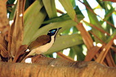 Blue-faced honeyeater perched in tree Bananabird,bird,birds,aves,colourful,perching,tropical bird,tropical