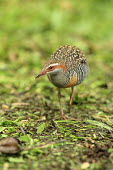 Buff-banded rail walking along ground Birds,bird,aves,pattern,patterned,close-up,walking,walk,action,rails,rallidae,gruiformes,Gruiformes,Rails and Cranes,Rallidae,Coots, Rails, Waterhens,Chordates,Chordata,Aves,Least Concern,Agricultural