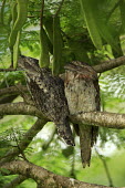Tawny frogmouth pair Common frogmouth,frogmouths,bird,birds,aves,Podargidae,Caprimulgiformes,strange,weird,perched,perching,pair