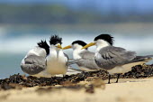 Lesser crested terns on beach Terns,tern,crested tern,funny,aves,bird,birds,Laridae,Charadriiformes,beach,group,Aves,Birds,Ciconiiformes,Herons Ibises Storks and Vultures,Chordates,Chordata,Gulls, Terns,Shorebirds and Terns,Flying