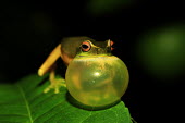 Dainty tree frog calling tree frog,tree,frogs,amphibians,anura,graceful tree frog,Hylidae,green,colourful,calling,eye,red eye,vocalising