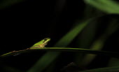 Eastern dwarf tree frog on leaf Eastern sedgefrog,frogs,amphibians,anura,tree frog,tree frogs,green,perching,negative space