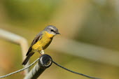 Eastern yellow robin perching Robin,robins,birds,bird,anura,negative space,perching,yellow,colourful,colour,urban