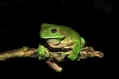 Australian green tree frog perching on branch Hylidae,frogs,frog,amphibian,anura,eyes,close-up,green,colourful,Amphibians,Amphibia,Anura,Frogs and Toads,Hylids,Chordates,Chordata,Terrestrial,Tropical,Animalia,Agricultural,Litoria,Carnivorous,Aust