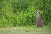 Swamp wallaby portrait wallabies,wallaby,marsupials,marsupial,mammals,mammal,Marsupialia,Diprotodontia,Macropodidae,Macropodinae,cute,grass,green,back