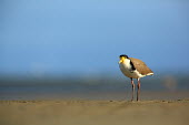 Masked lapwing foragin Birds,bird,aves,masked plover,searching,foraging,Charadriidae,Charadriiformes,negative space,blue