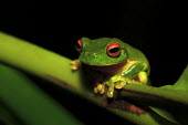 Red-eyed tree frog portrait tree frog,tree,frogs,amphibians,frog,anura,hylid,hylidae,green,red eyes,colourful,eyes