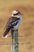 Laughing kookaburra, side profile Alcedinidae,Coraciiformes,birds,bird,aves,patterned,brown,perching,perched,barbed wire,fence,Aves,Birds,Kingfishers,Rollers Kingfishers and Allies,Chordates,Chordata,Carnivorous,IUCN Red List,Terrestr