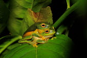 Dainty tree frog pair copulation tree frog,tree,frogs,amphibians,anura,graceful tree frog,Hylidae,green,colourful,mating,mate,pair,reproduction,reproducing,copulating,copulation,sexual reproduction