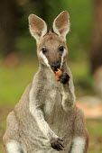 Swamp wallaby eating wallabies,wallaby,marsupials,marsupial,mammals,mammal,Marsupialia,Diprotodontia,Macropodidae,Macropodinae,cute,eating,food,feeding,eat