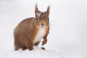 Red squirrel in snow cute,looking at camera,negative space,snow,cold,fluffy tail,portrait,close-up,shallow focus,whiskers,Chordates,Chordata,Squirrels, Chipmunks, Marmots, Prairie Dogs,Sciuridae,Rodents,Rodentia,Mammalia,