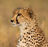 Cheetah portrait fastest land mammal,protrait,face,spots,camouflage,fast,Chordates,Chordata,Carnivores,Carnivora,Mammalia,Mammals,Felidae,Cats,jubatus,Savannah,Appendix I,Africa,Acinonyx,Critically Endangered,Carnivor