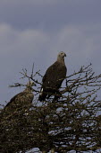Grey-headed fish eagle pair perched in tree Avifauna,Birds,Aves,Bird,Forest,Grey-headed Fishing Eagle,birds of prey,perching,Falconiformes,Accipitridae,perched,pair,two,Chordates,Chordata,Hawks Eagles Falcons Kestrel,Hawks, Eagles, Kites, Harri