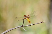 Broad-bodied chaser broad-bodied darter,common,dragonfly,shallow focus,negative space,perched,wings,detail,dragonflies,odonata,macro