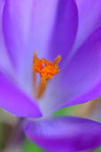 Crocus close-up flower,purple,orange,close-up,shallow focus,macro,colourful,Liliopsida,plants,Iridaceae,Liliales,stamen