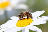 Honey bee shallow focus,white,flower,pollination,pollinate,nectar,daisy,insect,Apidae,Insecta,Hymenoptera,bees,bee,Sawflies, Ants, Wasps, Bees,Insects,Arthropoda,Arthropods,Bumble Bees, Honey Bees, Cuckoo Bees,