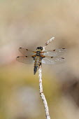 Four-spotted chaser dragonfly,shallow focus,negative space,perched,wings,detail,dragonflies,odonata,Libellulidae,insects,insect,Insects,Insecta,Odonata,Dragonflies and Damselflies,Arthropoda,Arthropods,Skimmers,Carnivoro