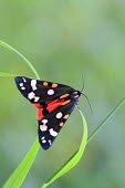 Scarlet tiger moth moth,insect,Lepidoptera,Arctiidae,Arthropoda,shallow focus,negative space,insects,colourful,pattern,patterned,insecta