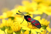 Six-spot burnet moth moth,insect,yellow,flower,shallow focus,colour,colourful,insects,insecta,Insects,Insecta,Leaf Skeletonizer Moths,Zygaenidae,Arthropoda,Arthropods,Lepidoptera,Butterflies, Skippers, Moths,Agricultural,