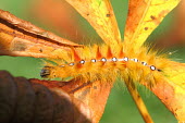 Sycamore moth caterpillar caterpillar,leaf,orange,Noctuidae,insect,Lepidoptera,Arthropoda,insecta,insects,colour,colourful