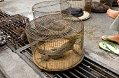 Monitor lizard in cage restaurant,burma,wildlife,chinese,special,myanmar,trade,illicit,bushmeat,illegal,caged,illegal wildlife trade