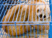 Slow loris chinese tourists have come to eat  in a restaurant in Mong La, Myanmar wildlife,trade,illicit,bushmeat,caged,illegal wildlife trade,illegal restaurant,wildlife trade,cage,loris,slow loris,Loridae