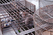 Caged rodent myanmar,illicit,bushmeat,endangered,wildlife trade,mngla,caged,illegal wildlife trade,illegal restaurant,cage