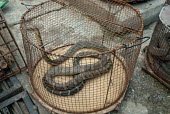 Caged snake at iIlicit Endangered Wildlife Restaurant illicit,illegal,bushmeat,endangered,wildlife trade,cage,caged,illegal wildlife trade,illegal restaurant,snakes,snake,reptile,reptiles