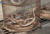 Snakes in cages at a restaurant myanmar,illicit,bushmeat,endangered,wildlife trade,mngla,caged,illegal wildlife trade,illegal restaurant,cage,snakes,snake,reptiles,reptile