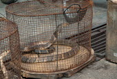 Snake in a cage at a restaurant myanmar,illicit,bushmeat,endangered,wildlife trade,mngla,caged,illegal wildlife trade,illegal restaurant,cage,snakes,snake,reptiles,reptile