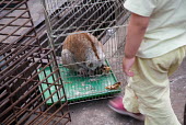 Slow loris in cage at an Illicit Endangered Wildlife restaurant in Mong La, Myanmar Soggydan Benenovitch wildlife,trade,illicit,bushmeat,caged,illegal wildlife trade,illegal restaurant,wildlife trade,cage,loris,slow loris,Loridae