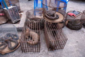 Pangolins,snakes and monitor lizards in cages at an Illicit Endangered Wildlife restaurant wildlife,trade,illicit,bushmeat,caged,illegal,pangolin,scaly anteaters,lizard,snakes,illegal wildlife trade,illegal restaurant,wildlife trade,cage,wildlife market
