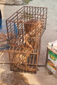 Pangolins in cages at an Illicit Endangered Wildlife restaurant wildlife,trade,illicit,bushmeat,caged,illegal,pangolin,scaly anteaters,lizard,snakes,cage,illegal wildlife trade,illegal restaurant,wildlife trade,wildlife market,undercover
