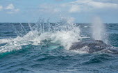 Humpback whale breathing at surface with immense splash breaching,splash,oceans,water,marine,sea,spray,surface,blow hole,whales,cetaceans,cetacean,Wild,Rorquals,Balaenopteridae,Cetacea,Whales, Dolphins, and Porpoises,Chordates,Chordata,Mammalia,Mammals,Sou