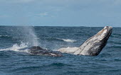 Humpback whales breaching,splash,oceans,water,marine,sea,head,face,barnacles,mouth,spray,two,pair,surface,whales,cetaceans,cetacean,Wild,Rorquals,Balaenopteridae,Cetacea,Whales, Dolphins, and Porpoises,Chordates,Chor