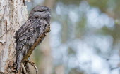 Tawny frogmouth perched on tree Animalia,Chordata,Aves,Caprimulgiformes,Podargidae,negative space,shallow focus,perch,perched,bird,birds,frogmouth,frogmouths,Wild