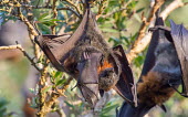 Grey-headed flying fox with pup adult,young,parental care,hanging,mum,pup,wings,protection,endemic,parent,mother,bat,bats,flying foxes,flying fox,grooming,tongue,Wild,Mammalia,Mammals,Pteropodidae,Chordates,Chordata,Chiroptera,Bats,