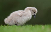 Black swan chick chick,young,close-up,grass,shallow focus,negative space,detail,tiny wing,Aves,bird,birds,Swans,swan,baby,cute,Wild,Ducks, Geese, Swans,Anatidae,Birds,Waterfowl,Anseriformes,Chordates,Chordata,Terrestr