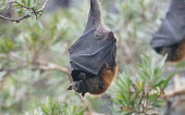 Grey-headed flying fox with pup in the rain adult,young,parental care,hanging,mum,pup,wings,protection,tongue,endemic,rain,shelter,negative space,shallow focus,parent,mother,bat,bats,flying foxes,flying fox,Wild,Mammalia,Mammals,Pteropodidae,Ch